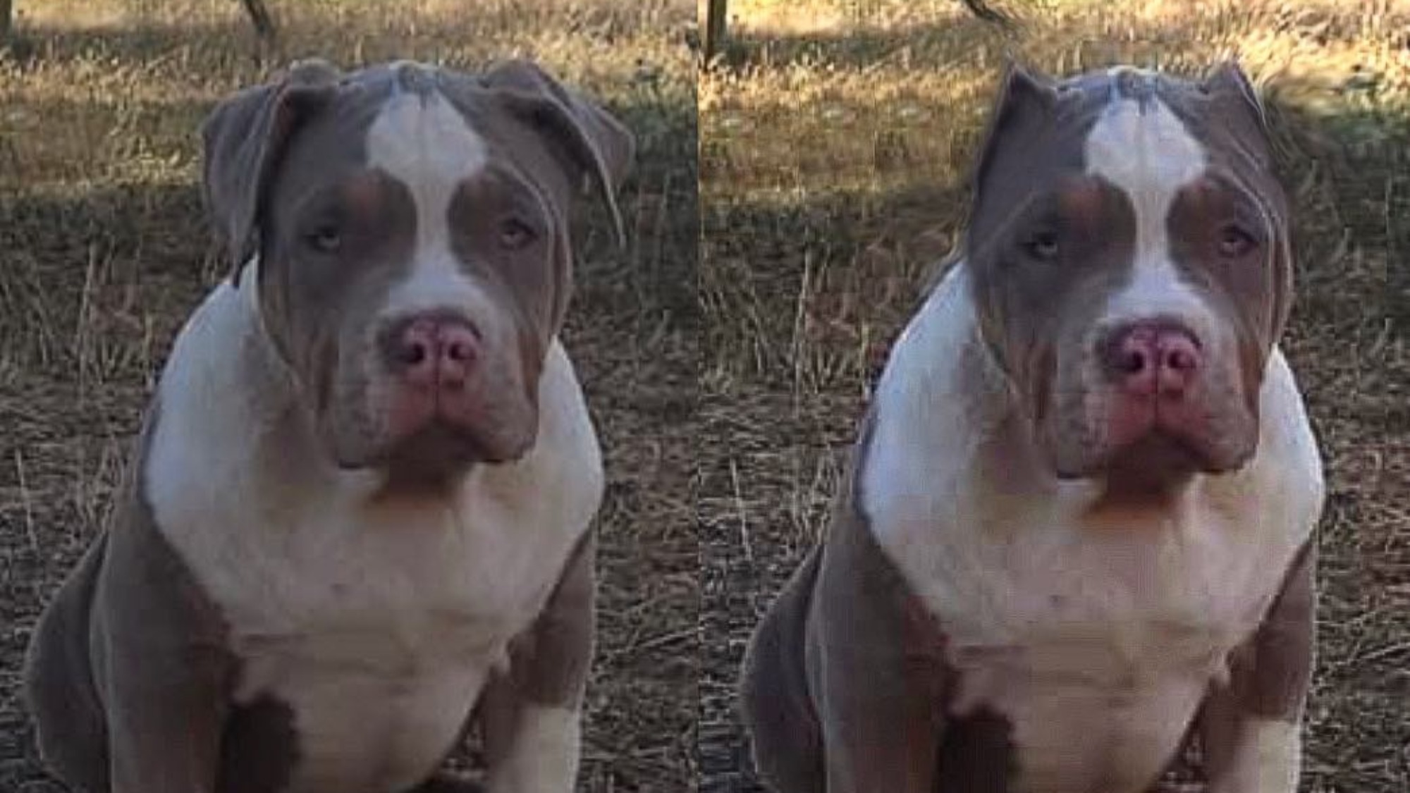 Chiot mâle bully xl trico trico lilac