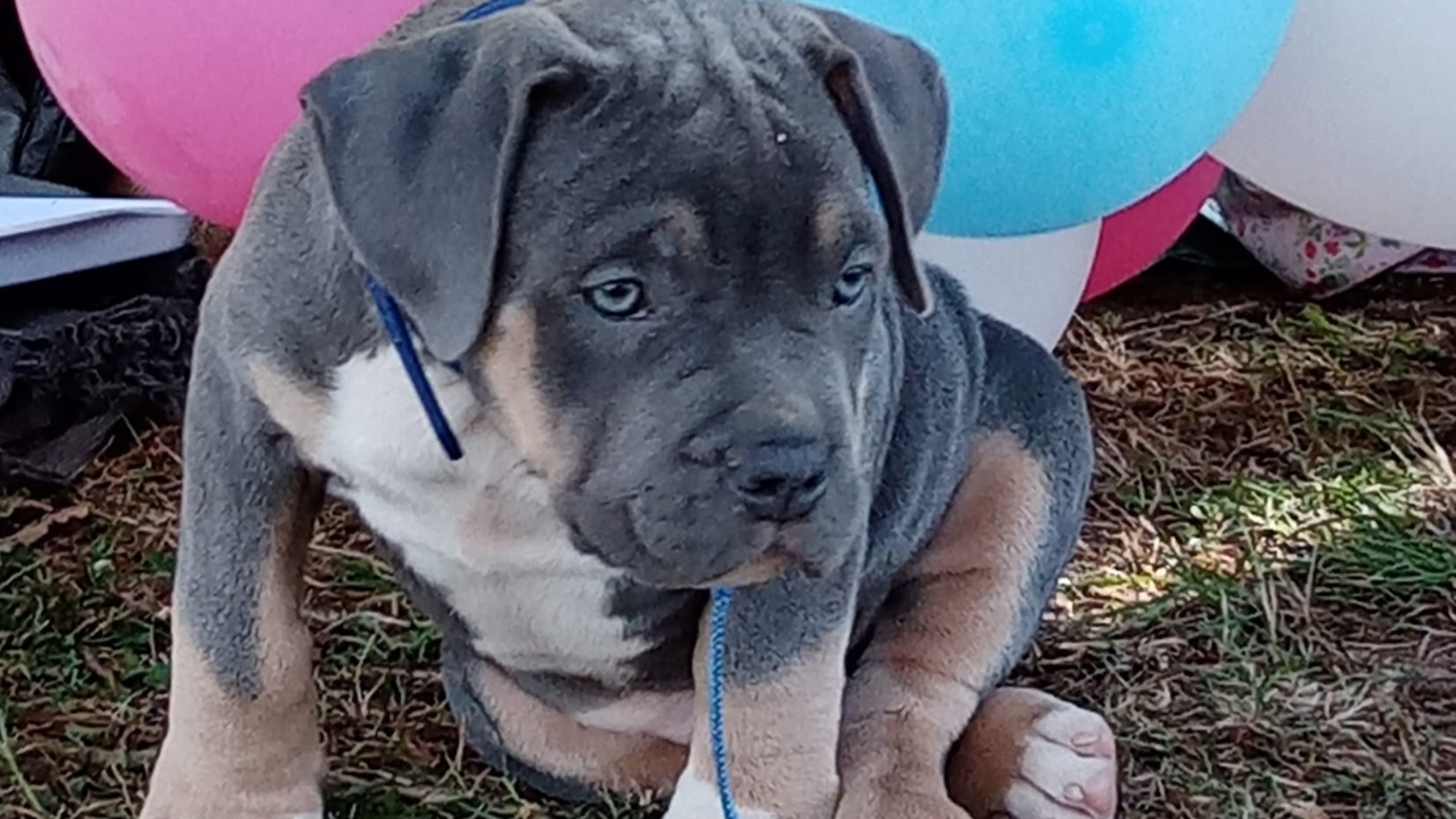 Chiot mâle bully xl trico trico bleu aux yeux bleu-gris