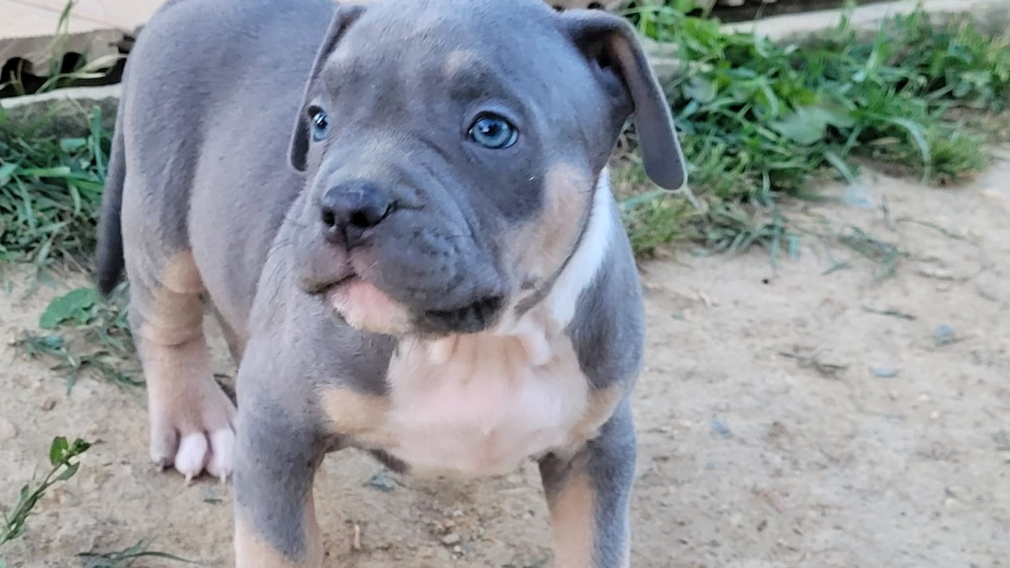 Chiot mâle bully xl trico trico bleu aux yeux bleu-gris