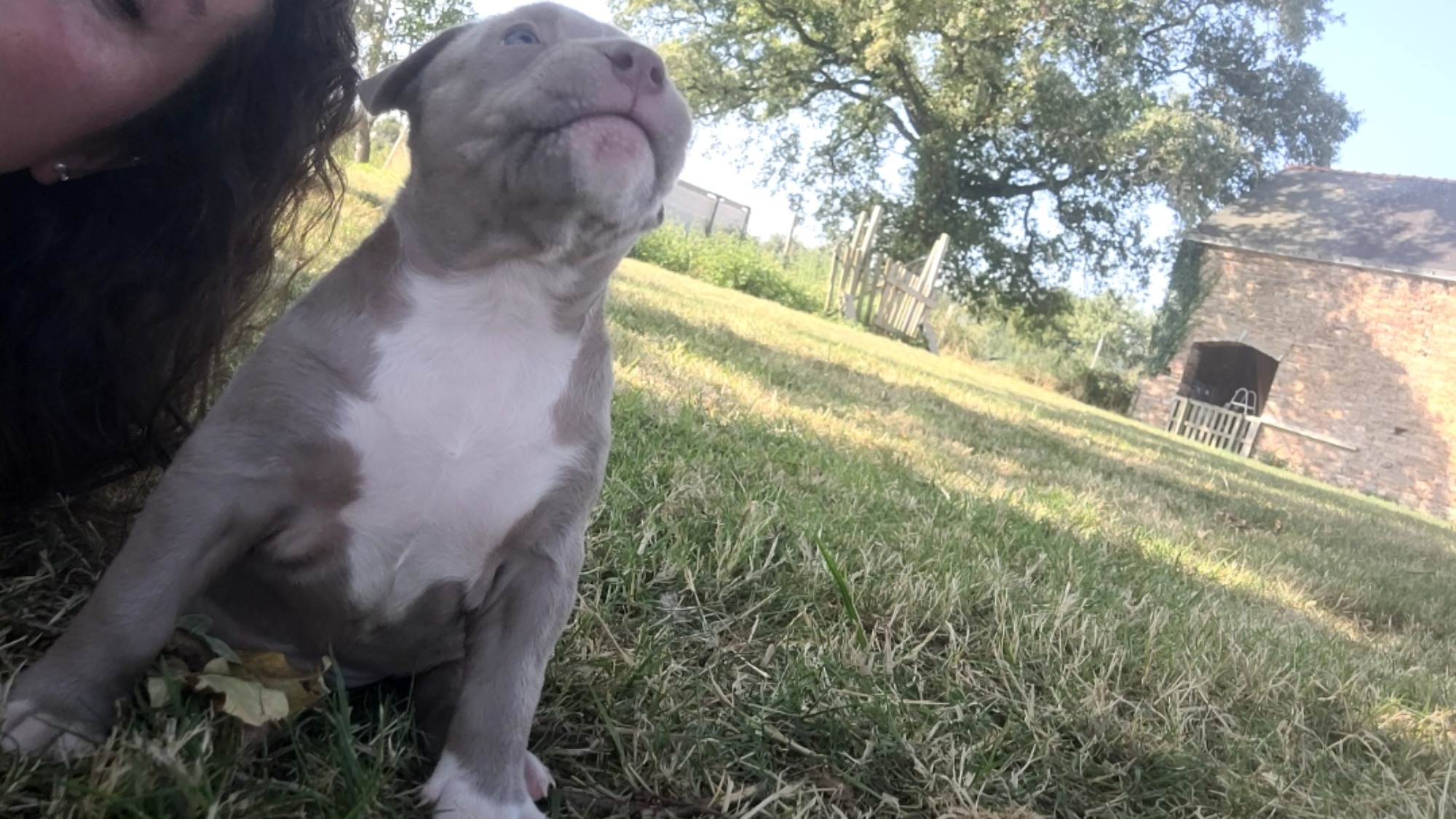 Chiot femelle bully xl lilac aux yeux bleus