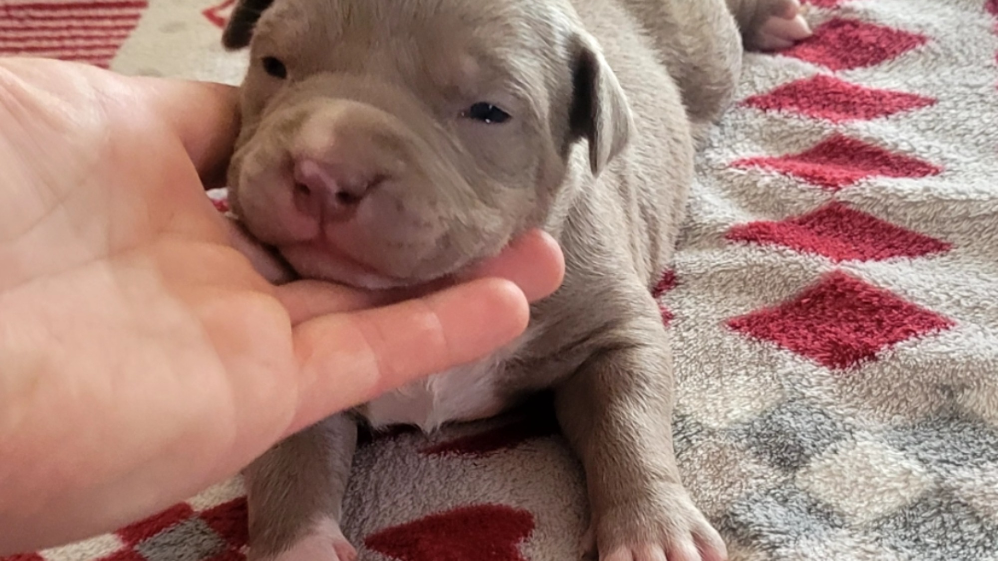 Chiot femelle bully xl lilac aux yeux bleus