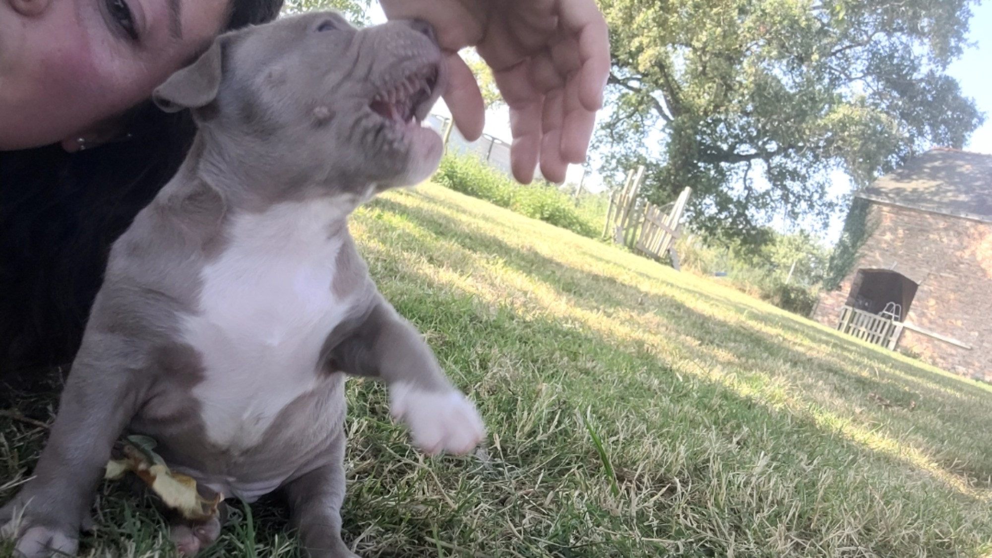 Chiot femelle bully xl lilac aux yeux bleus