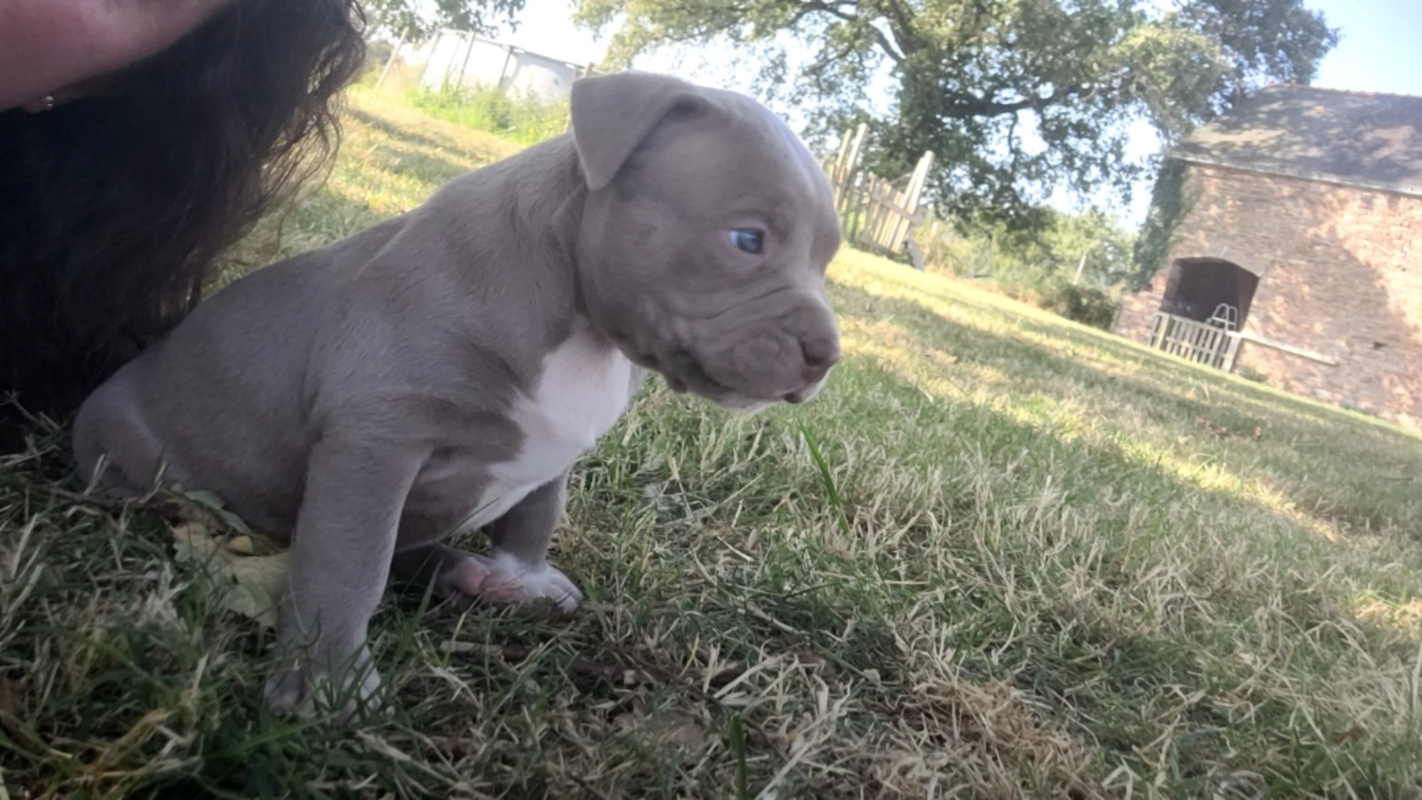 Chiot femelle bully xl lilac aux yeux bleus