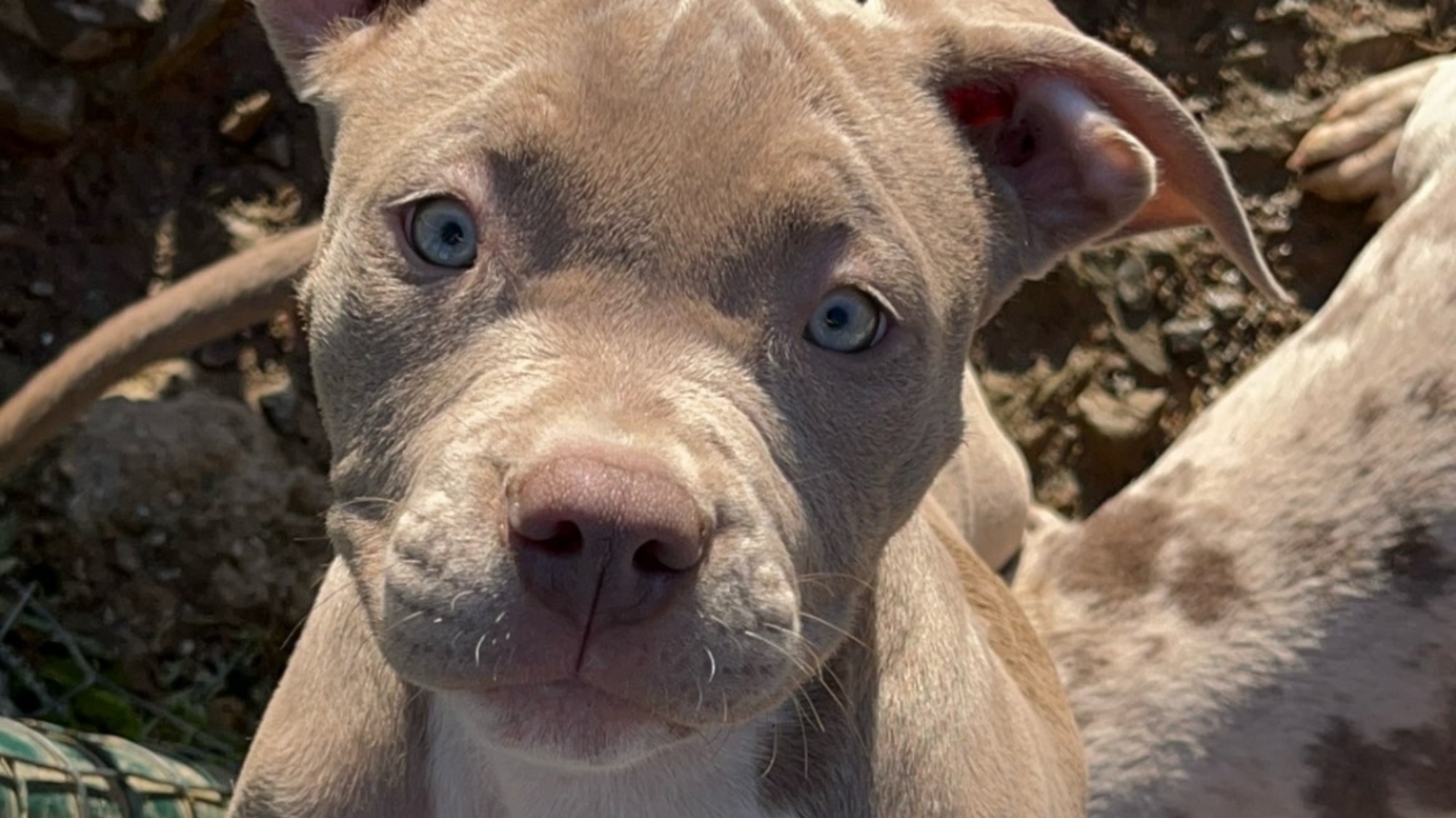 Chiot femelle bully xl lilac aux yeux bleus