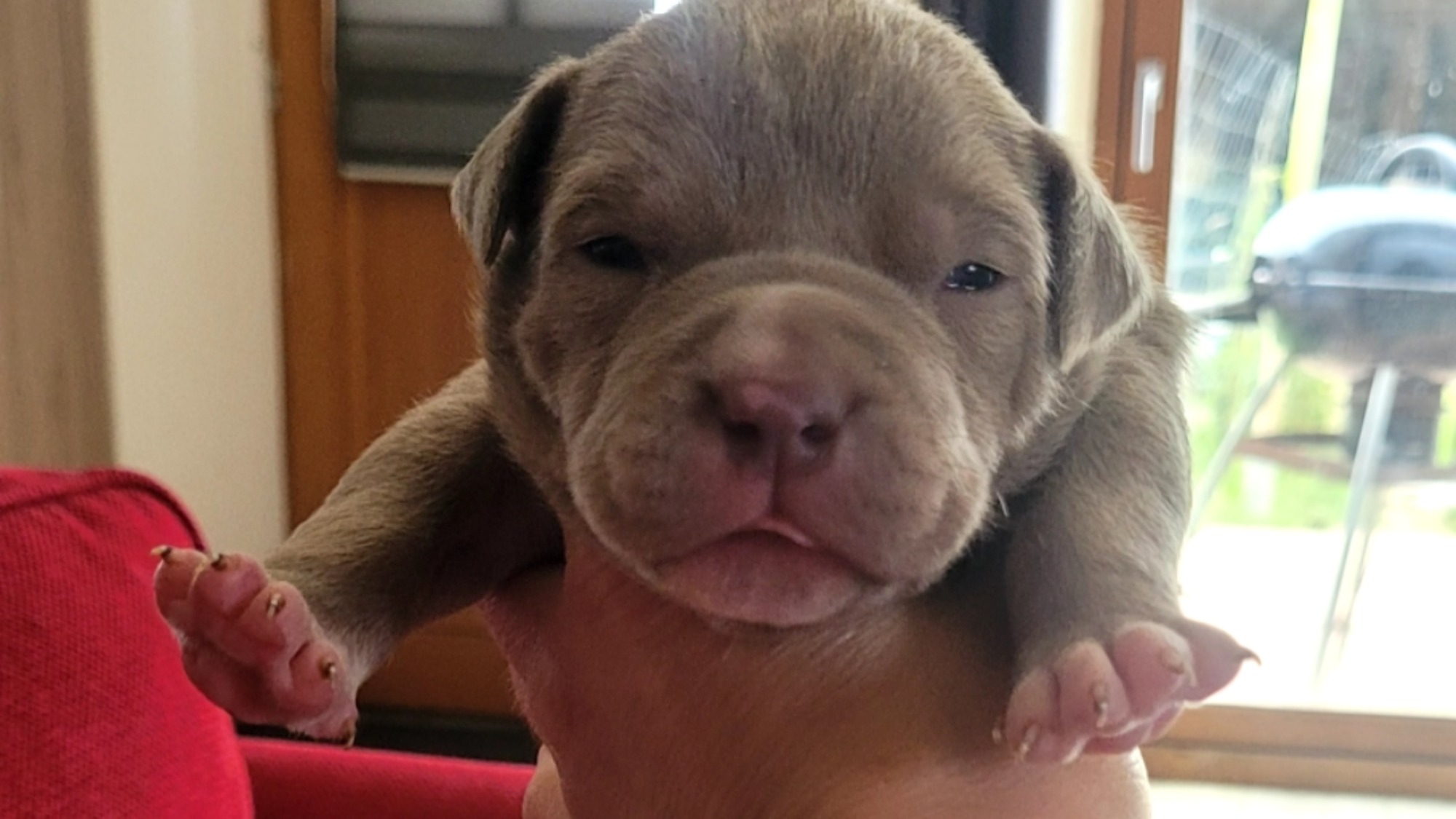 Chiot femelle bully xl lilac aux yeux bleus