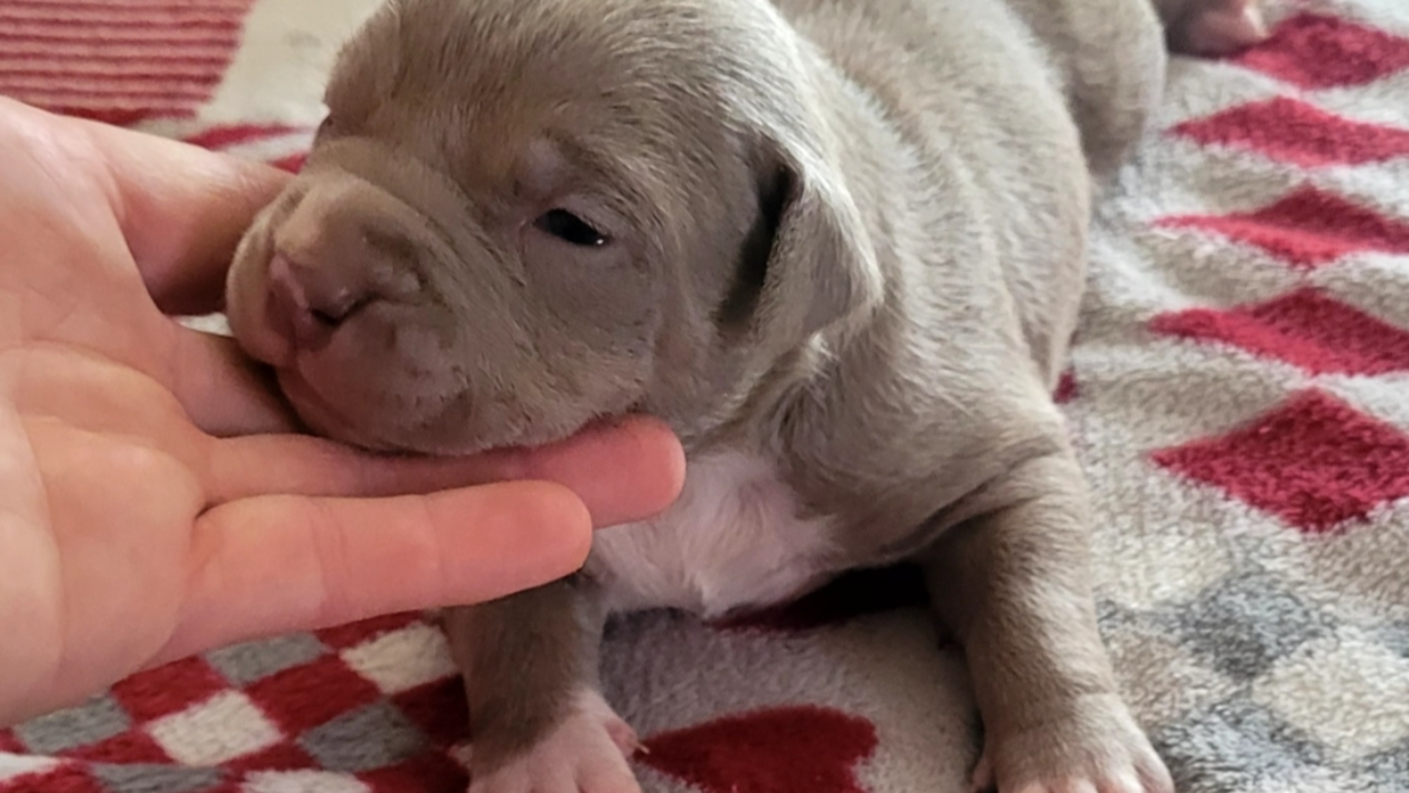 Chiot femelle bully xl lilac aux yeux bleus