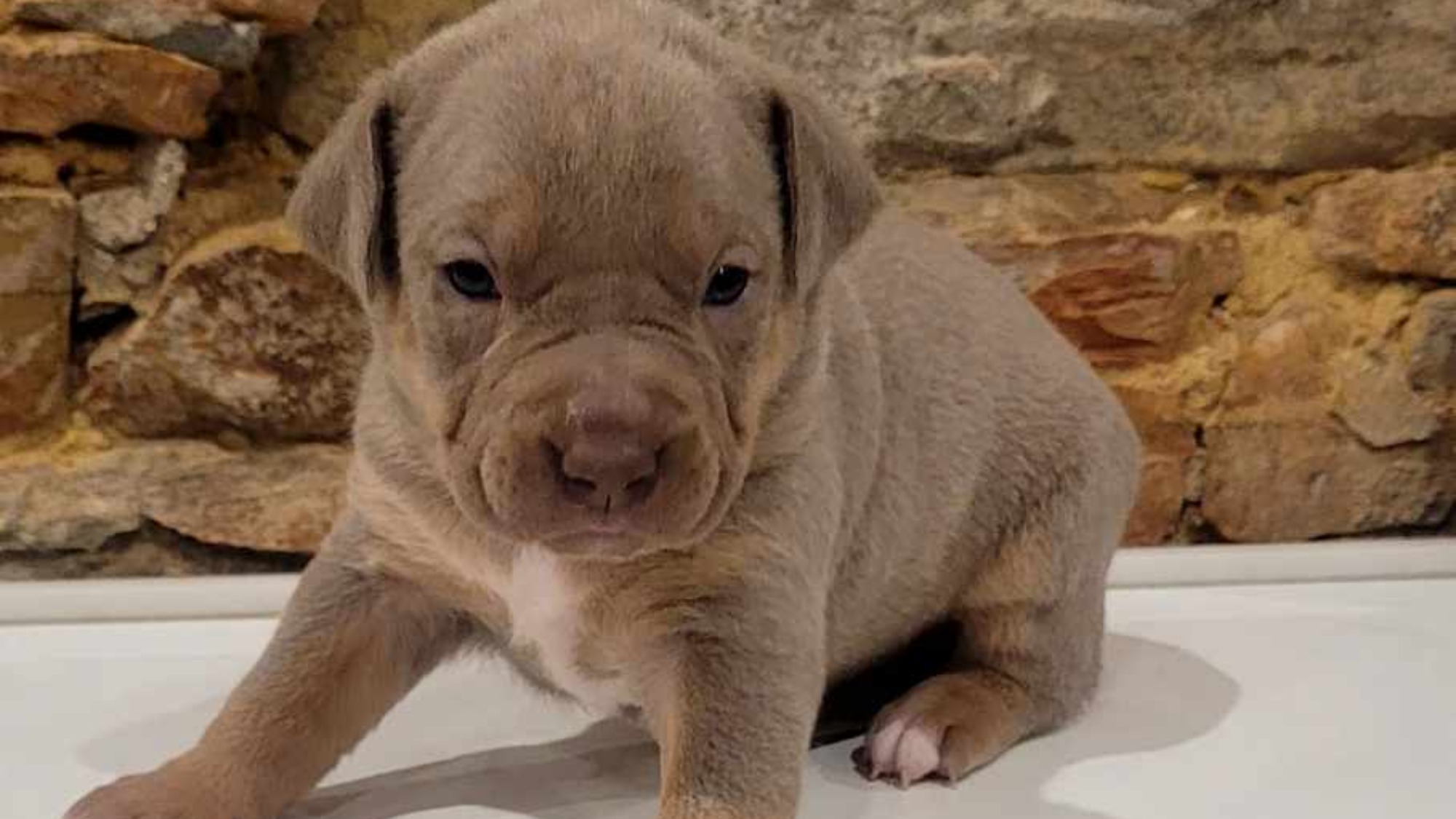 Chiot femelle bully xl trico trico lilac aux yeux bleus