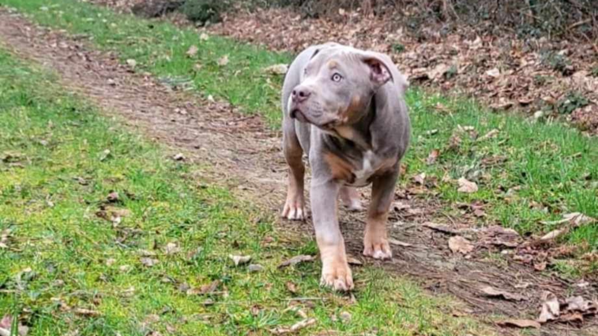 Chiot femelle bully xl trico trico lilac aux yeux bleus