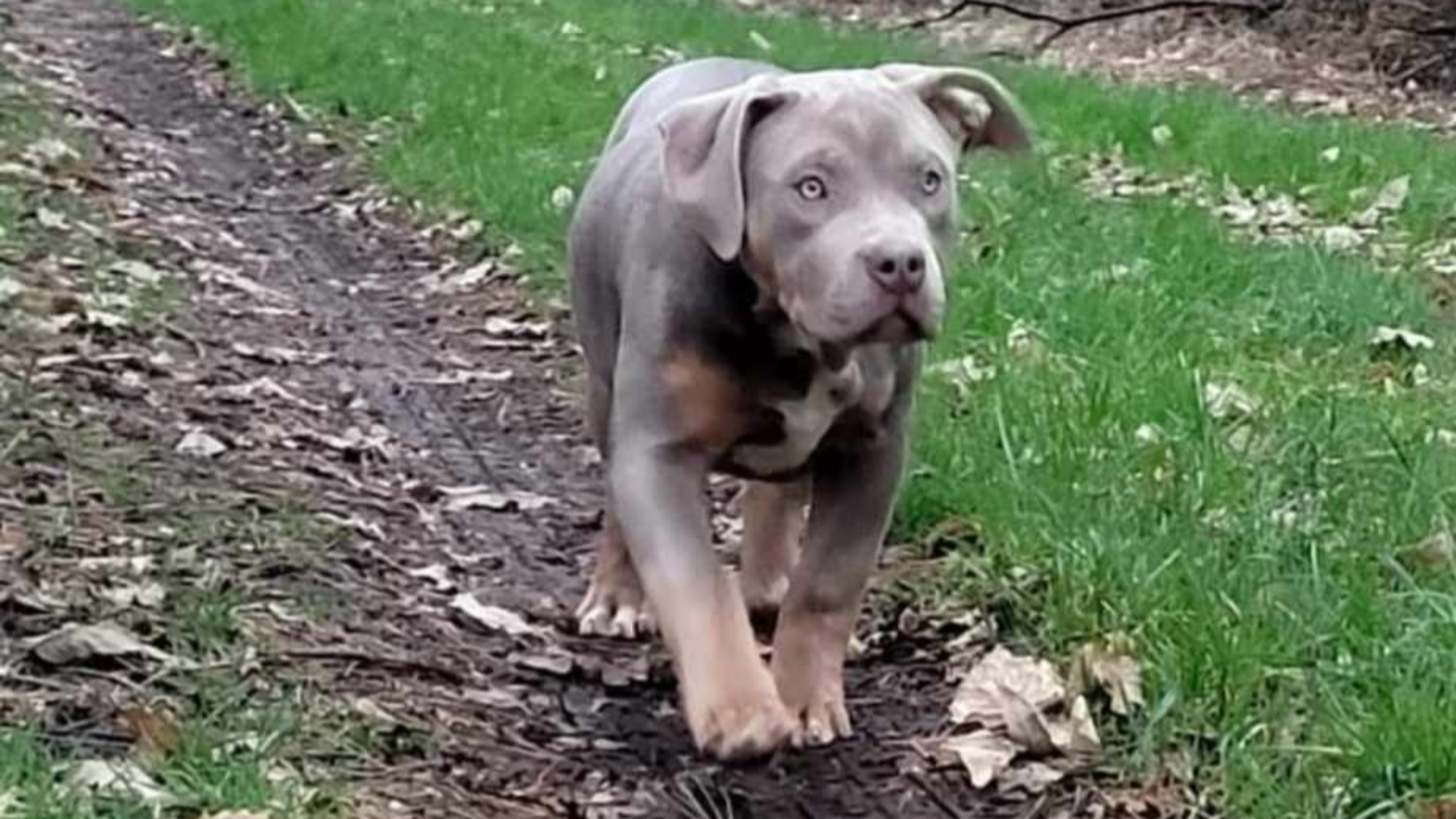 Chiot femelle bully xl trico trico lilac aux yeux bleus