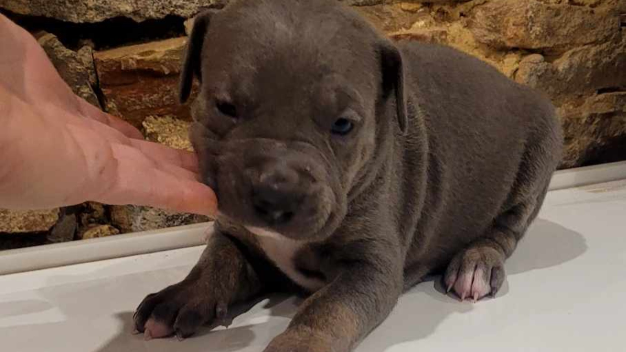 Chiot mâle bully xl trico trindle bleu aux yeux marrons