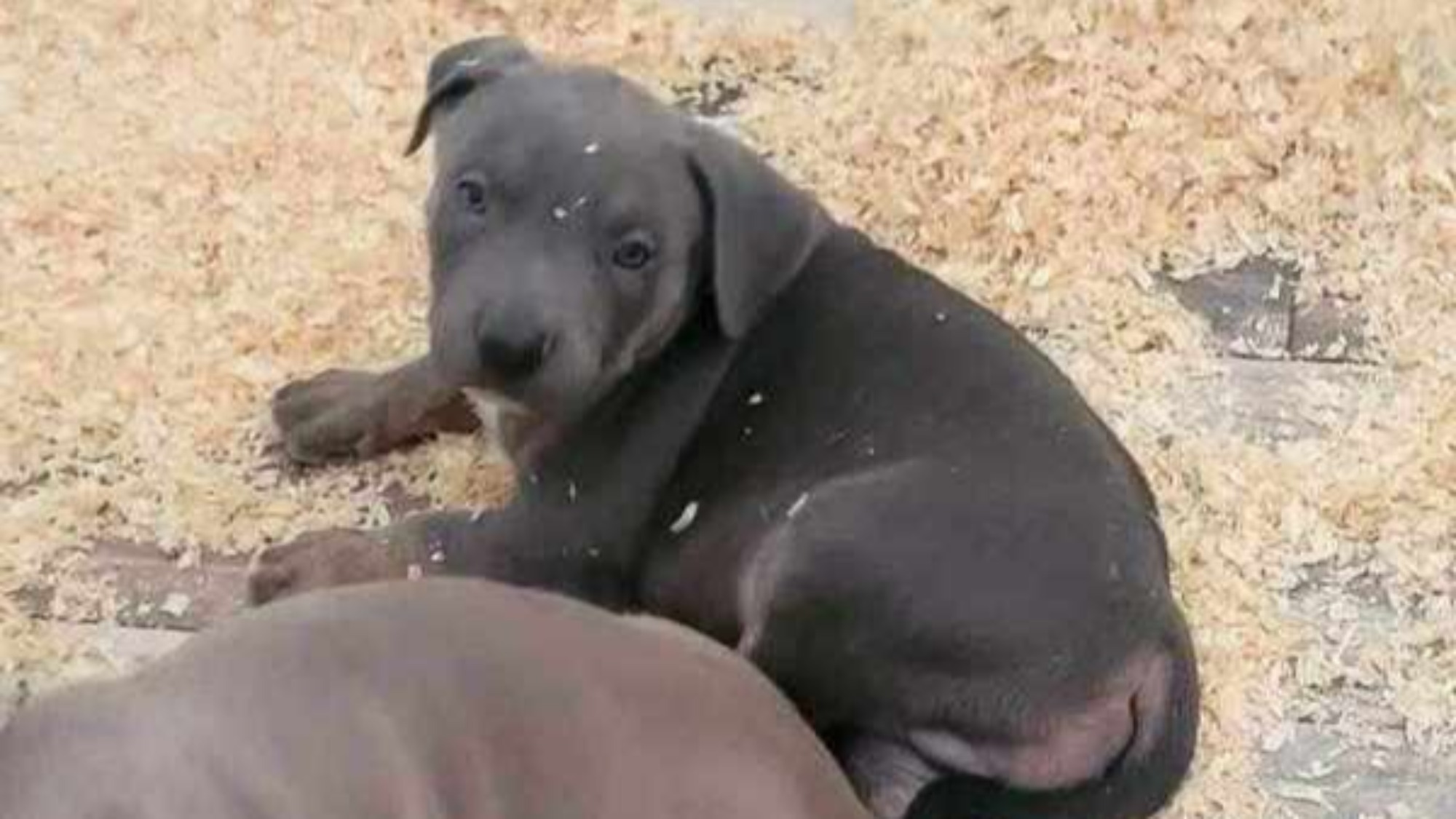 Chiot mâle bully xl trico trindle bleu aux yeux marrons