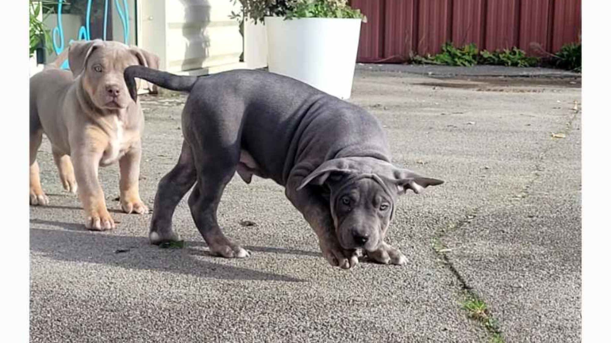 Chiot mâle bully xl trindle bleu Chiot mâle bully xl trico trindle bleu aux yeux marrons