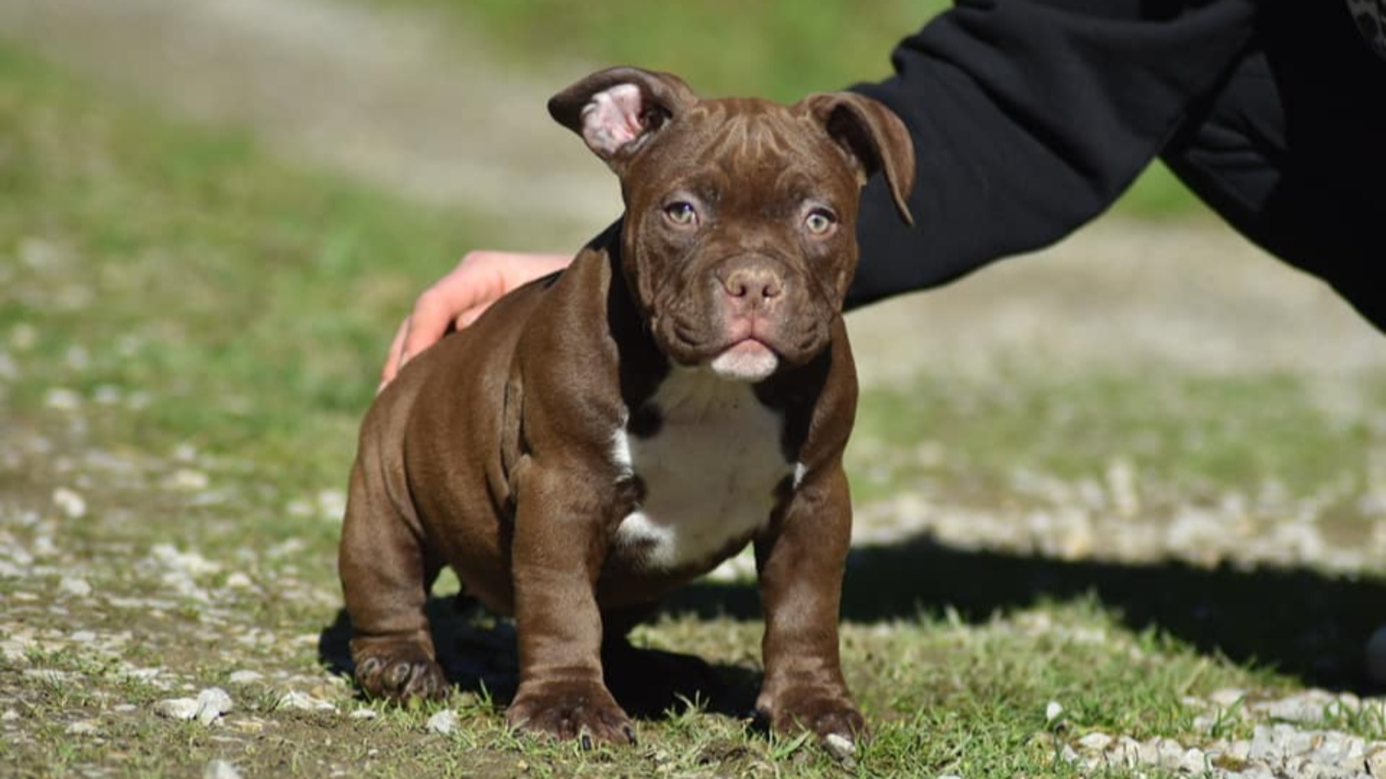 Chiot femelle bully micro chocolat