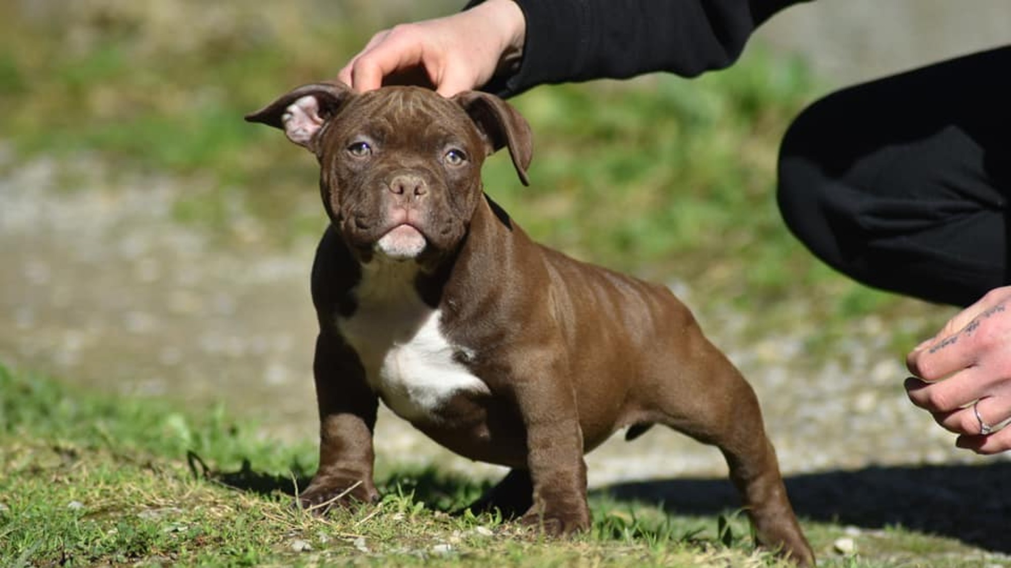 Chiot femelle bully micro chocolat aux yeux jaune-vert