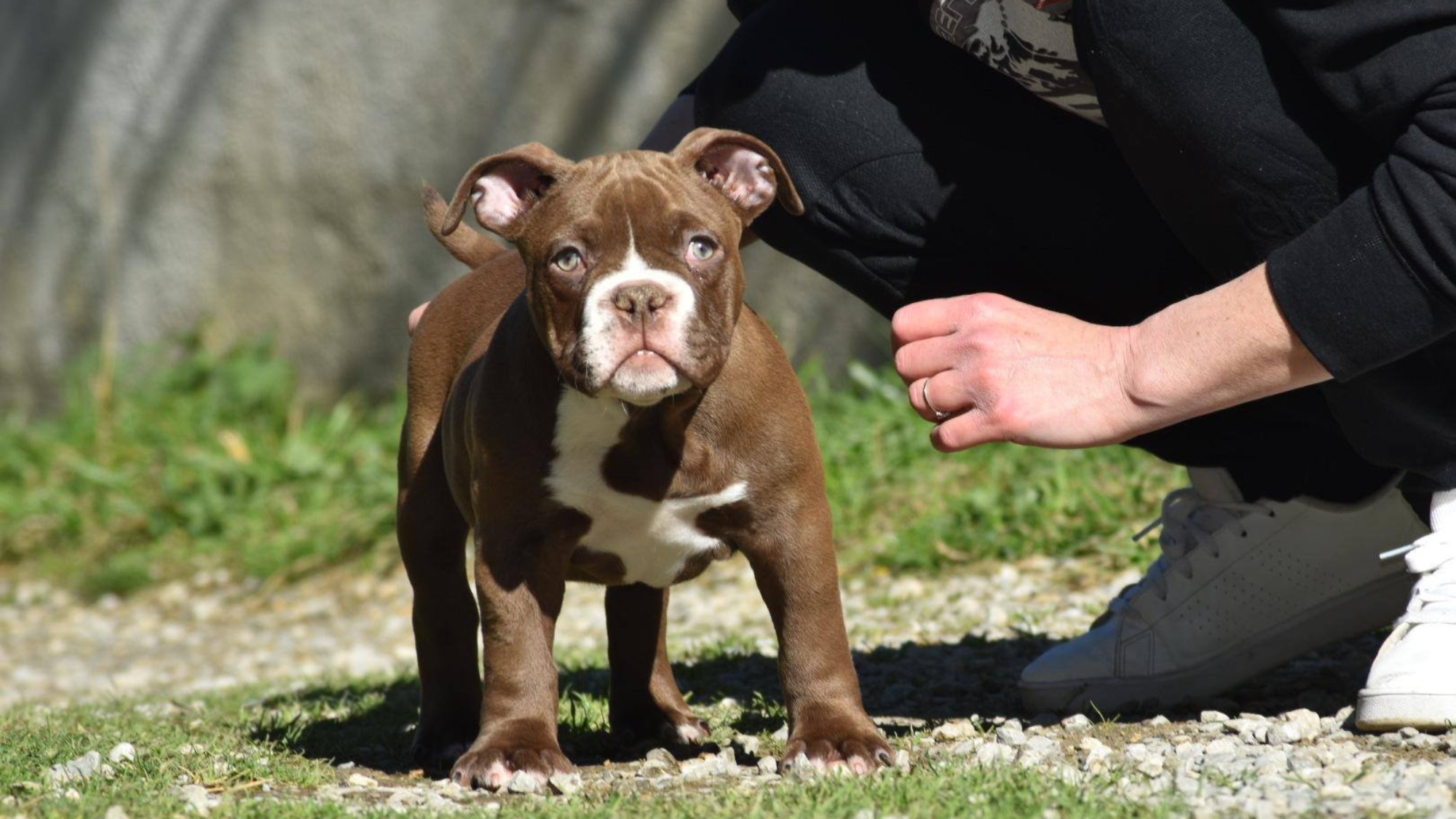 Chiot mâle bully micro chocolat aux yeux jaune-vert